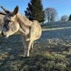 11 b Rund um Ellwangen
